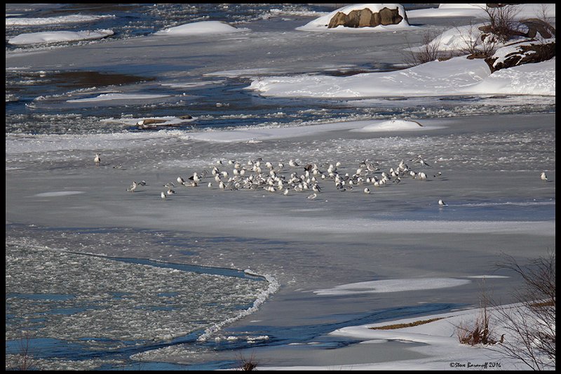 _5SB8652 gulls on ice.jpg